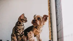Imagen de archivo de un perro y un gato