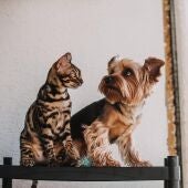 Imagen de archivo de un perro y un gato