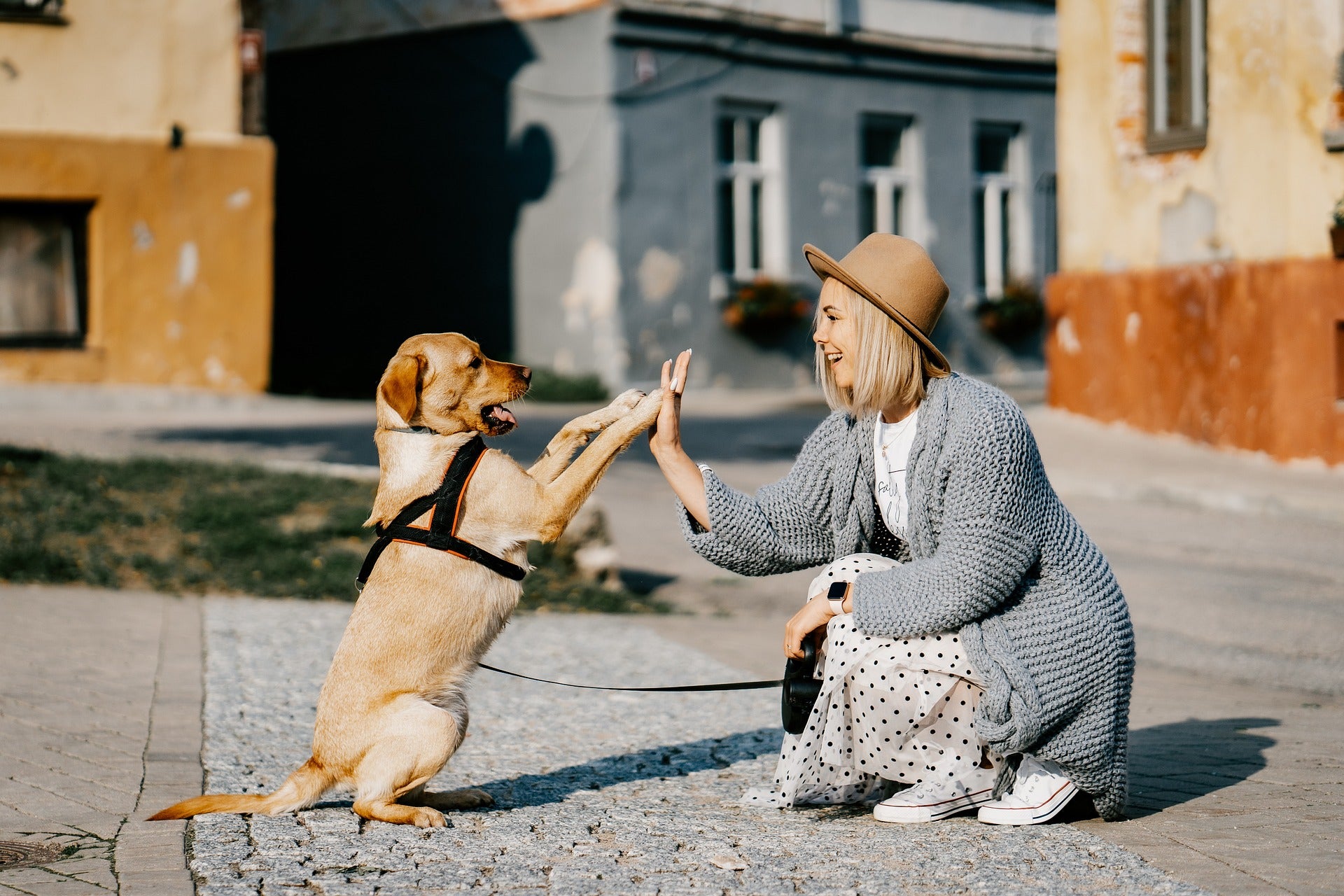 A partir de cuándo será obligatorio hacer el curso para tener perro, según la Ley Animal A partir de cuándo será obligatorio hacer el curso para tener perro, según la Ley Animal