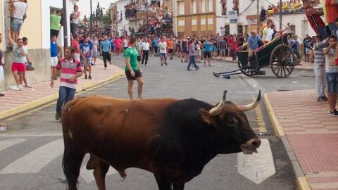 Encierro de toros en Fernán Caballero