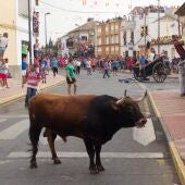 Encierro de toros en Fernán Caballero