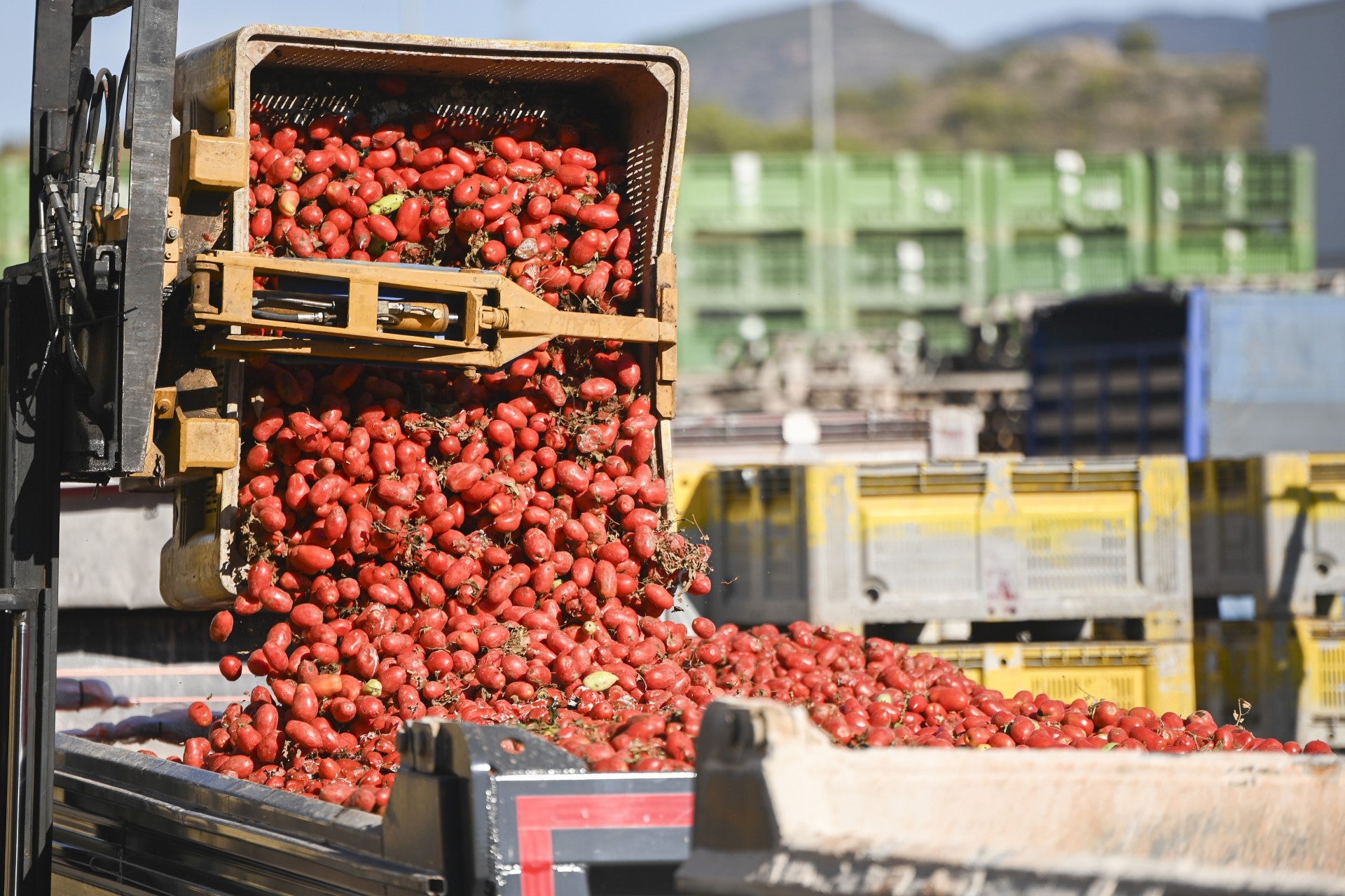 Seis camiones cargados con 150.000 kilos de tomates ponen rumbo a Buñol para celebrar la Tomatina Seis camiones cargados con 150.000 kilos de tomates ponen rumbo a Buñol para celebrar la Tomatina