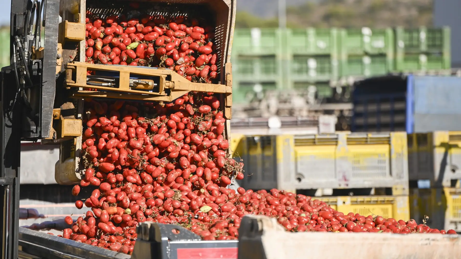 Seis camiones cargados con 150.000 kilos de tomates ponen rumbo a Buñol para celebrar la Tomatina