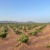 APAG critica que Agroseguro paraliza las peritaciones del viñedo para no pagar indemnizaciones a los viticultores