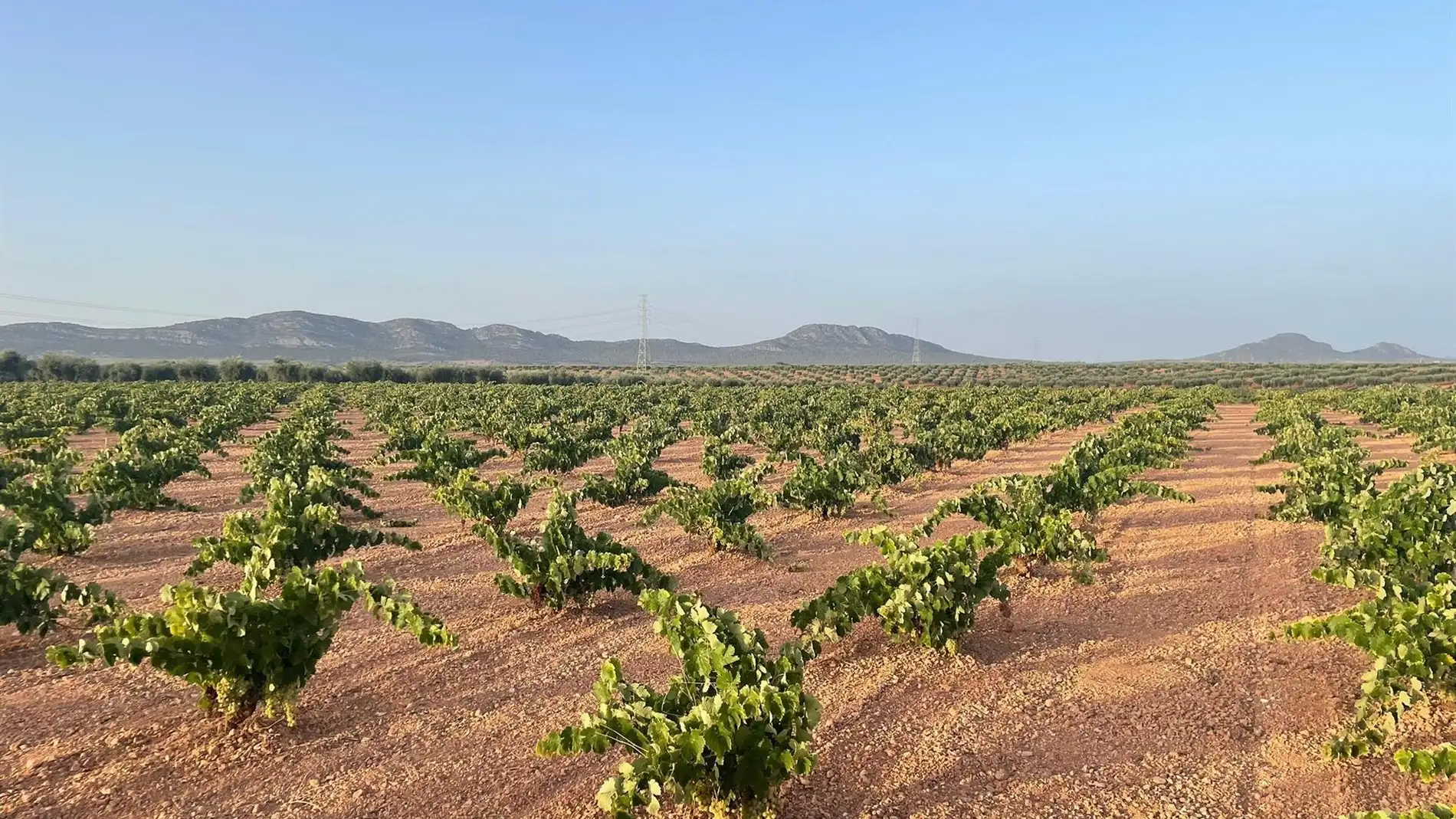 APAG critica que Agroseguro paraliza las peritaciones del viñedo para no pagar indemnizaciones a los viticultores