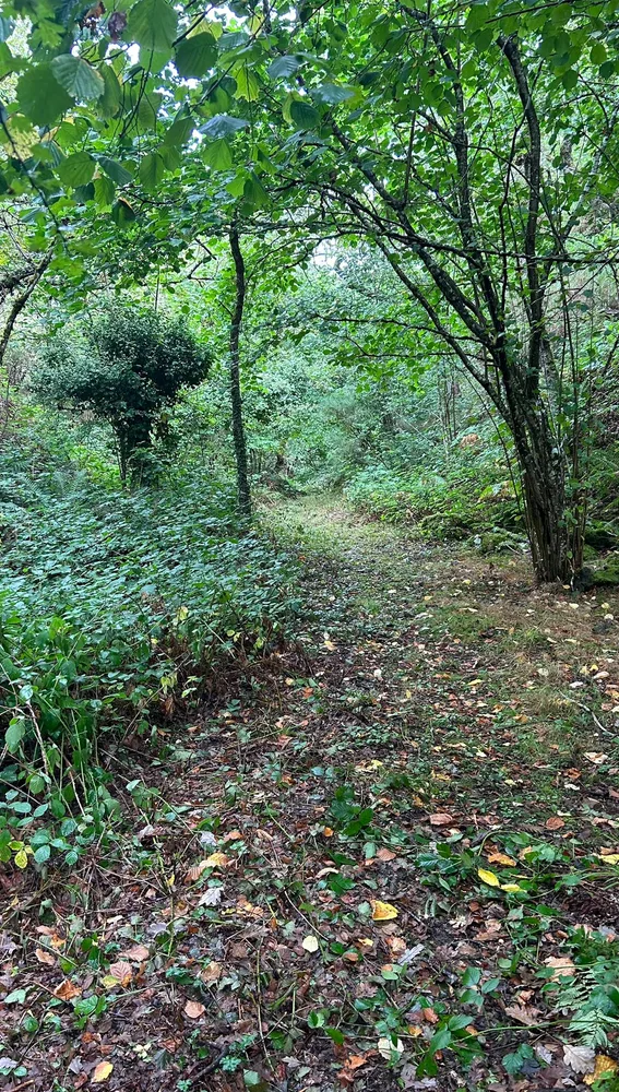 Ruta del Oro en Cangas Ruta del Oro en Cangas
