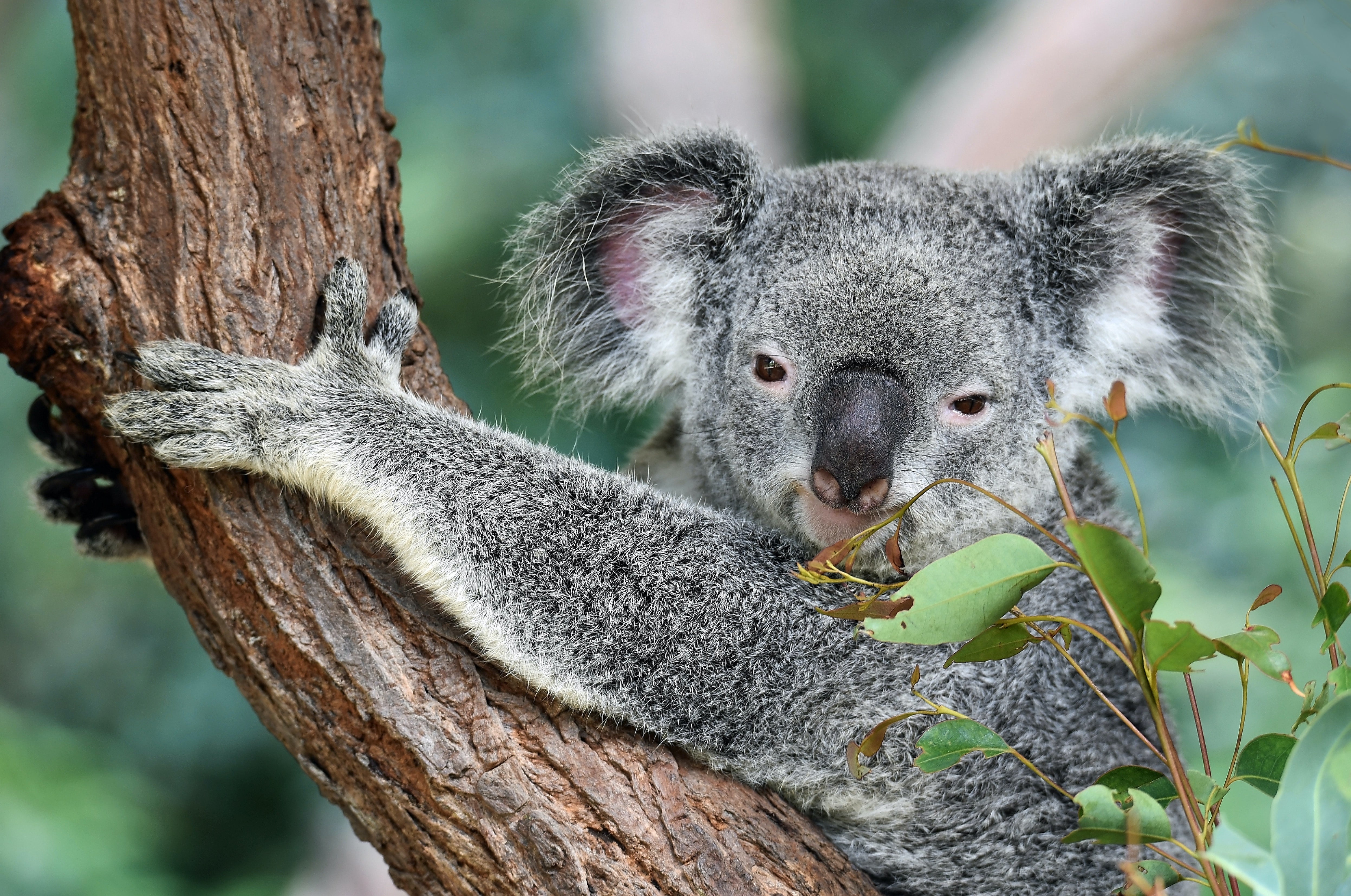 Turismo diplomático: las mejores curiosidades de Australia Turismo diplomático: las mejores curiosidades de Australia