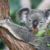 Australia es conocida, entre otras cosas, por sus marsupiales 
