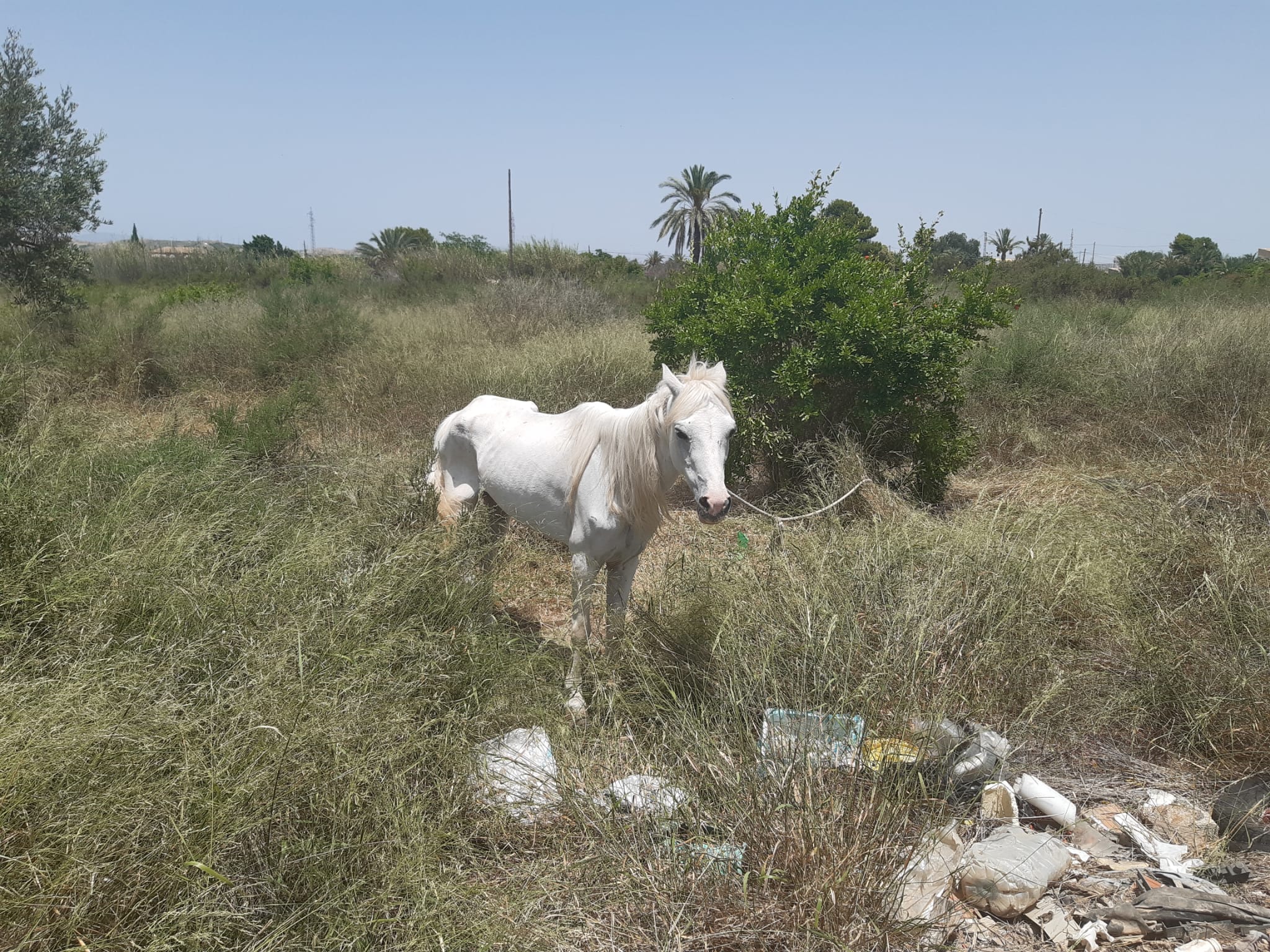 La Asociación Alma Hondón rescata a 'Hetty', una yegua abandonada en Elche La Asociación Alma Hondón rescata a 'Hetty', una yegua abandonada en Elche