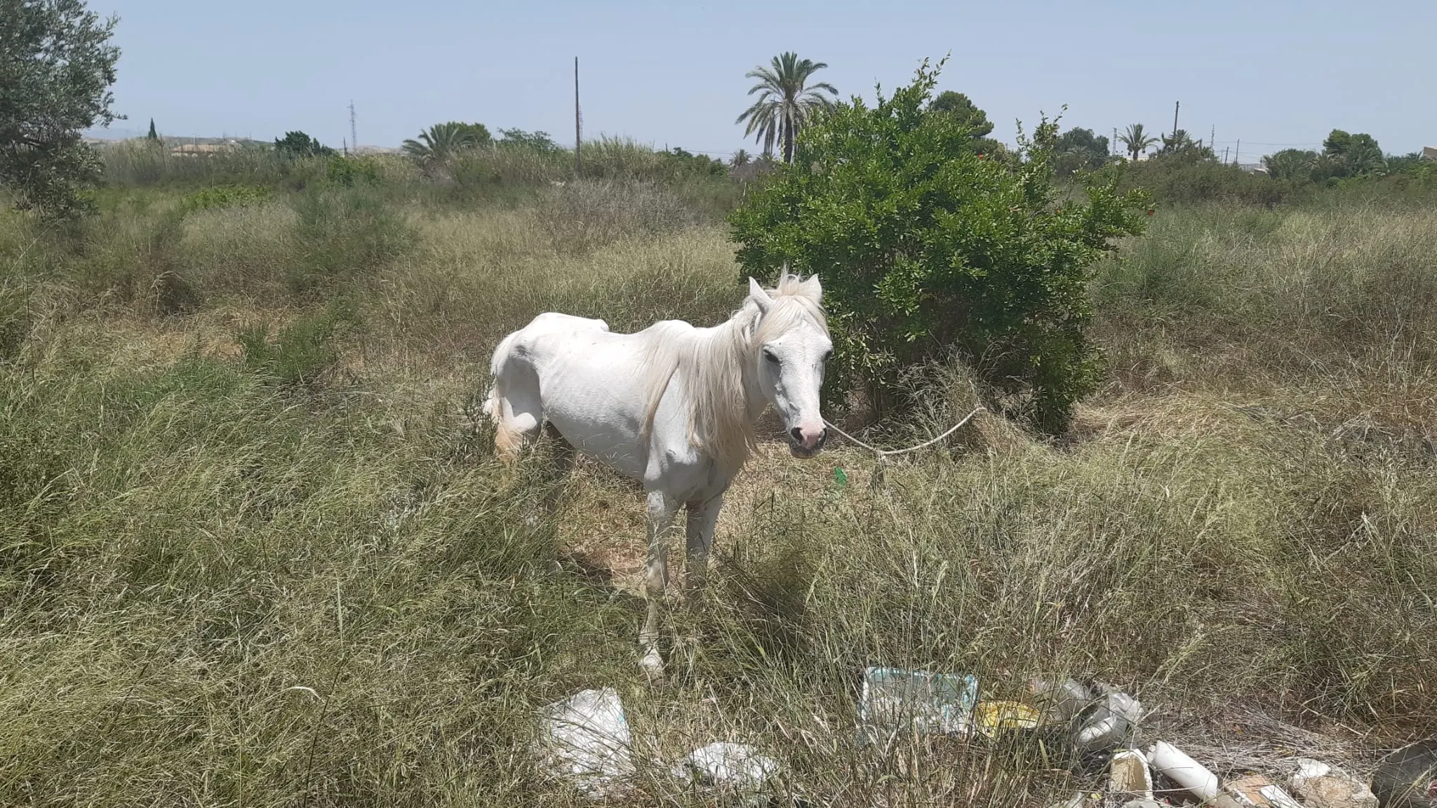 Así estaba la yegua cuando fue encontrada. Así estaba la yegua cuando fue encontrada.