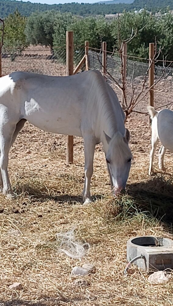 La protectora ha bautizado a la yegua con el nombre de 'Hetty'.