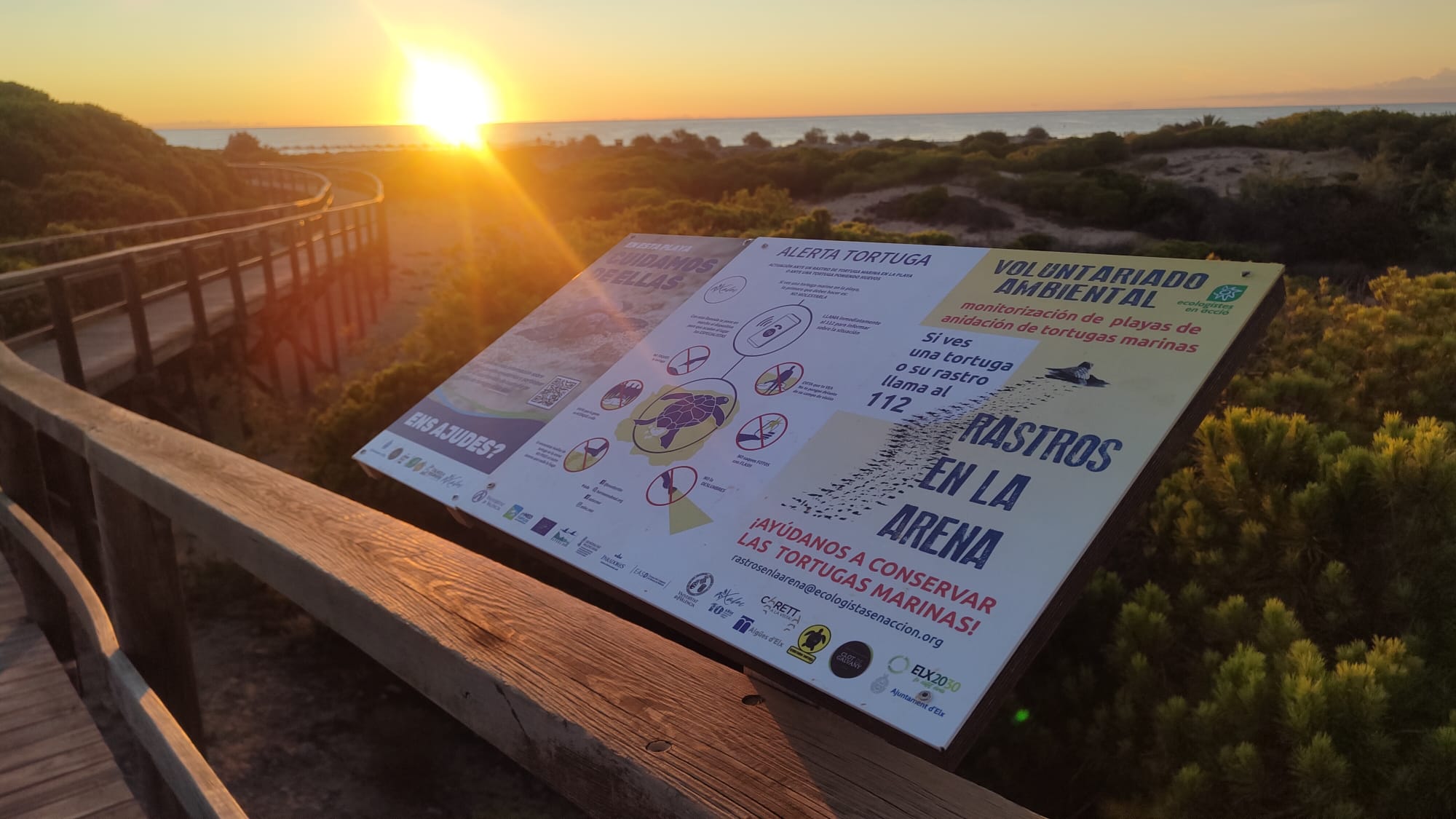 Comienza en Elche la campaña para la protección de la tortuga boba Comienza en Elche la campaña para la protección de la tortuga boba