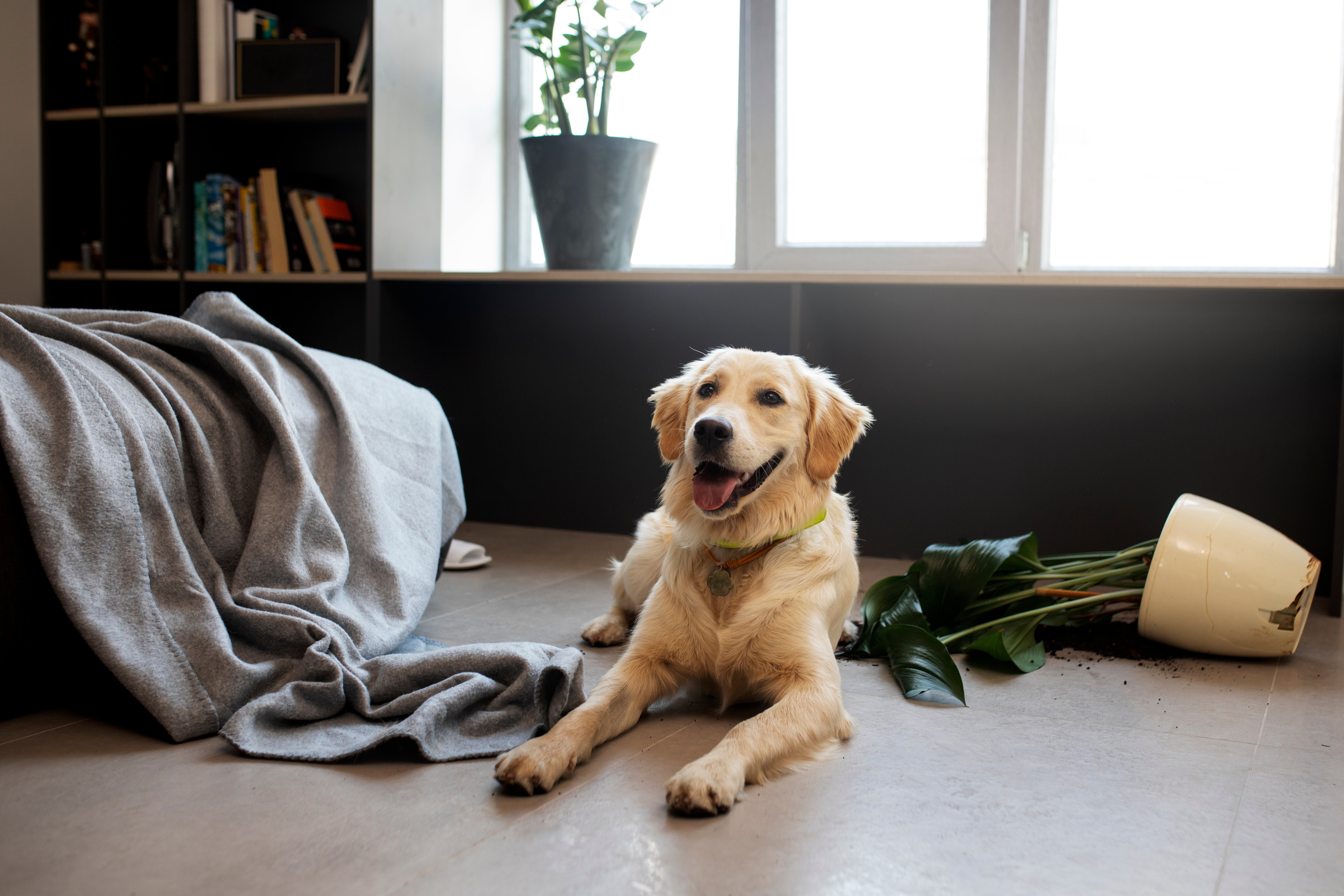¿Cuánto tiempo puedo dejar a mi perro solo en casa? Esto dice la nueva Ley animal ¿Cuánto tiempo puedo dejar a mi perro solo en casa? Esto dice la nueva Ley animal
