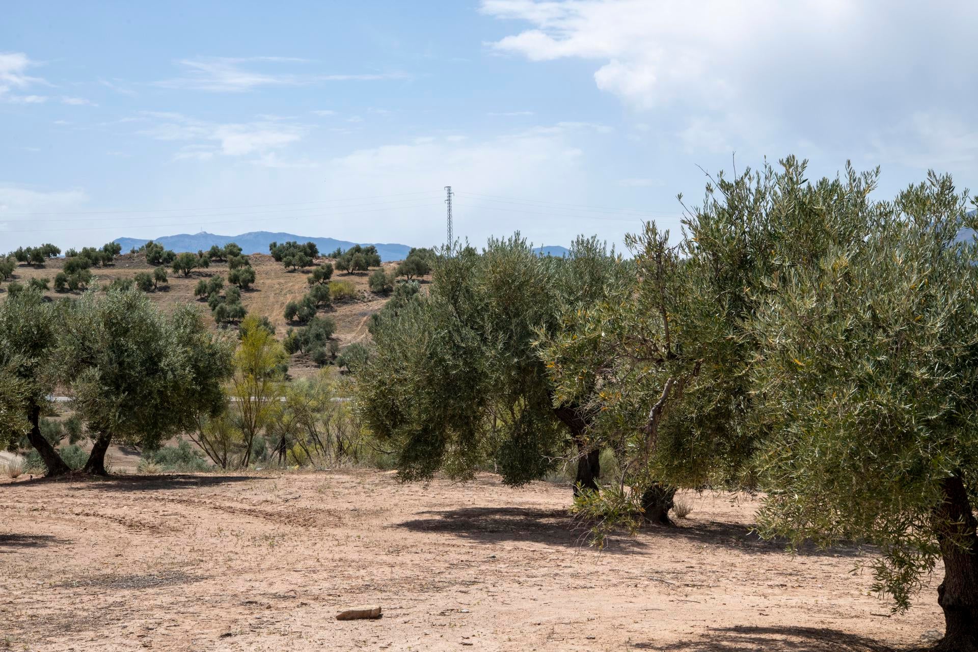 Vila-real activa el Plan de Emergencia por Sequía con medidas de mayor eficiencia y optimización de recursos hídricos Vila-real activa el Plan de Emergencia por Sequía con medidas de mayor eficiencia y optimización de recursos hídricos