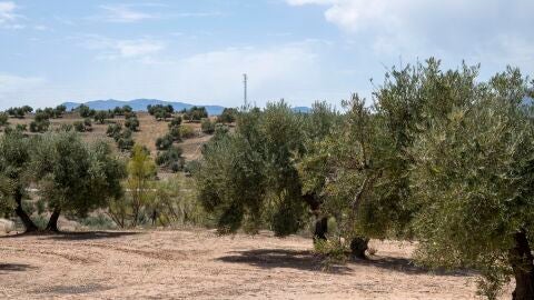 El sector del aceite reclama ayudas por la sequ&iacute;a: &quot;Lo &uacute;nico que recibimos de la administraci&oacute;n es condescendencia&quot; 