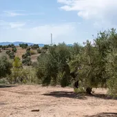 El sector del aceite reclama ayudas por la sequía: "Lo único que recibimos de la administración es condescendencia" El sector del aceite reclama ayudas por la sequía: "Lo único que recibimos de la administración es condescendencia"