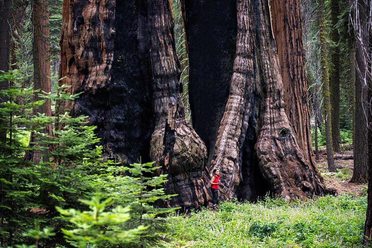 De ruta por el "Sequoia National Park" de California con la cámara de SuperKarmen De ruta por el "Sequoia National Park" de California con la cámara de SuperKarmen