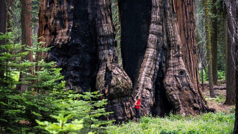Nuestra fot&oacute;grafa radiof&oacute;nica, Carmen Mart&iacute;nez Torr&oacute;n, acaba de volver de EEUU y nos lleva por una de las rutas que m&aacute;s ha disfrutado: el Sequoia National Park