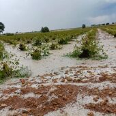 La DANA ha dañado viñedos manchegos