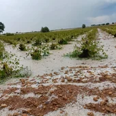 La DANA ha dañado viñedos manchegos La DANA ha dañado viñedos manchegos