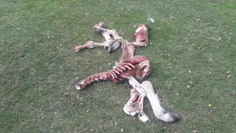La UE estudia relajar las reglas de protección del lobo por el aumento de ataques al ganado .