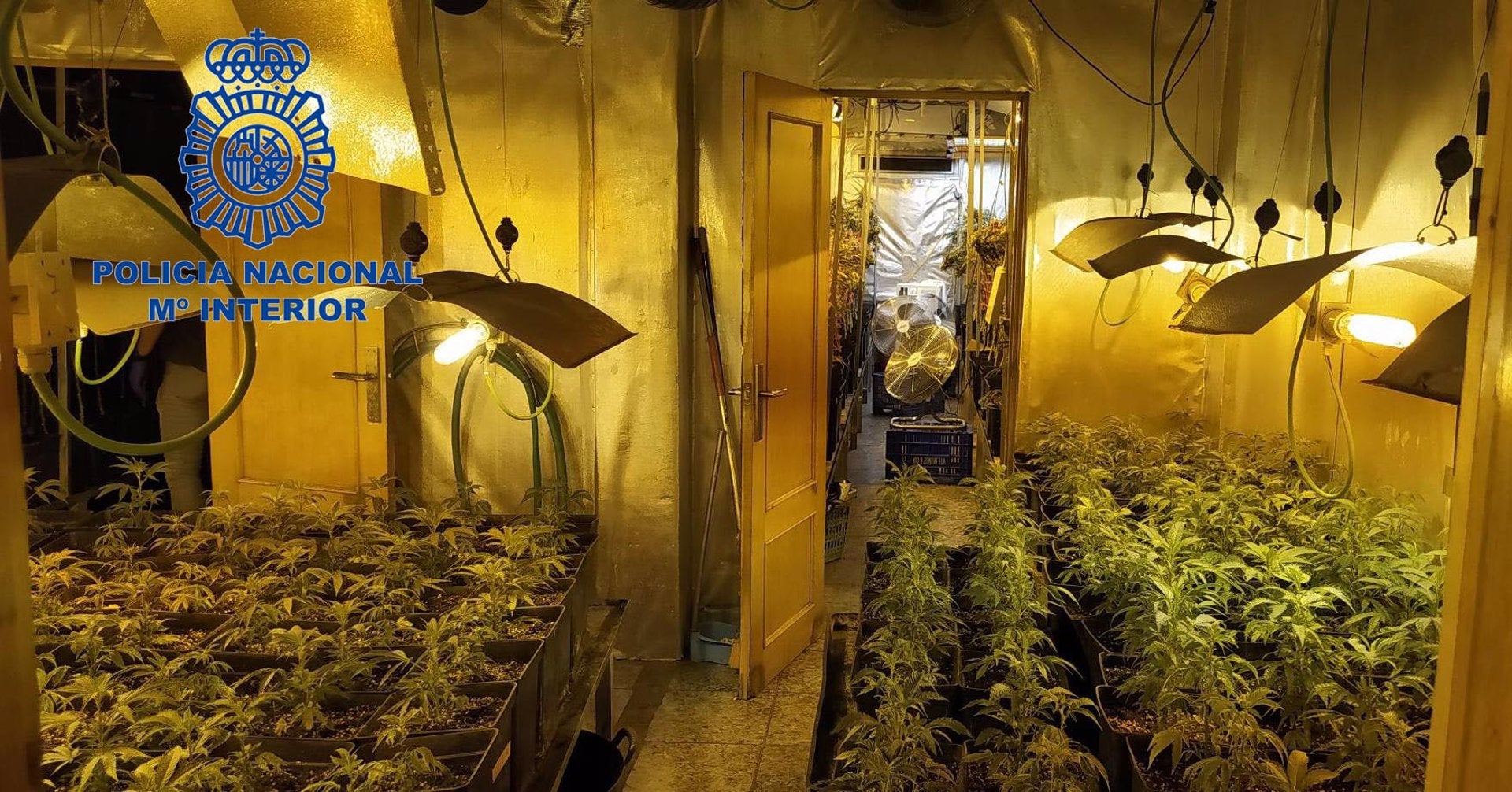 Desmantelan una plantación de marihuana en una vivienda de Sueca y detienen a tres personas Desmantelan una plantación de marihuana en una vivienda de Sueca y detienen a tres personas