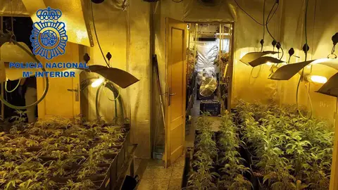 Desmantelan una plantación de marihuana en una vivienda de Sueca y detienen a tres personas Desmantelan una plantación de marihuana en una vivienda de Sueca y detienen a tres personas
