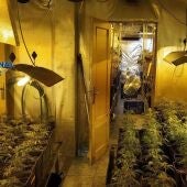 Desmantelan una plantación de marihuana en una vivienda de Sueca y detienen a tres personas