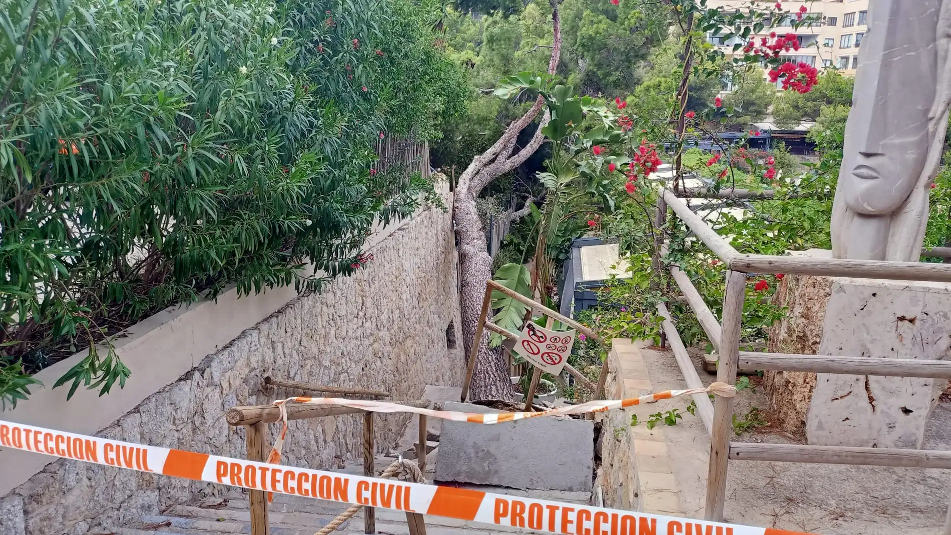 La DANA provoca caída de ramas y árboles en Mallorca, como en el caso de Calvià
