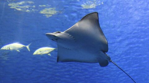 Tiburones y rayas en las costas de Alicante 
