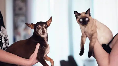 ¿Está bien dejar que te bese tu mascota? Este es el riesgo de infección ¿Está bien dejar que te bese tu mascota? Este es el riesgo de infección