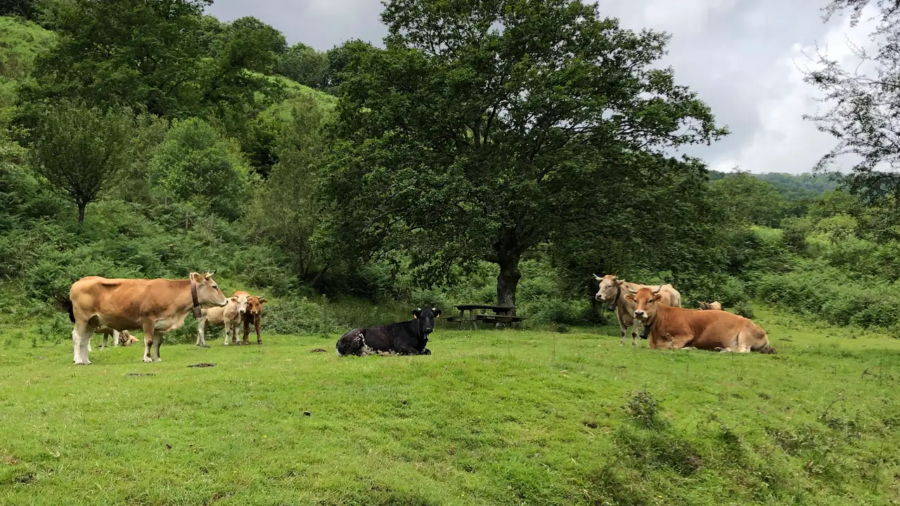 Vacas en Cantabria Vacas en Cantabria