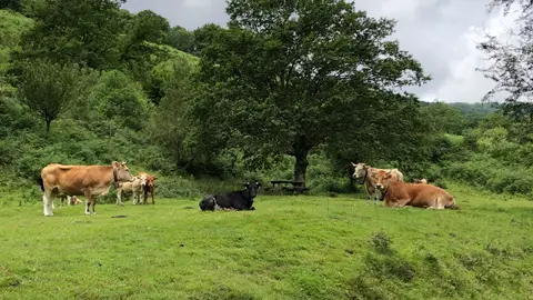 Vacas en Cantabria Vacas en Cantabria