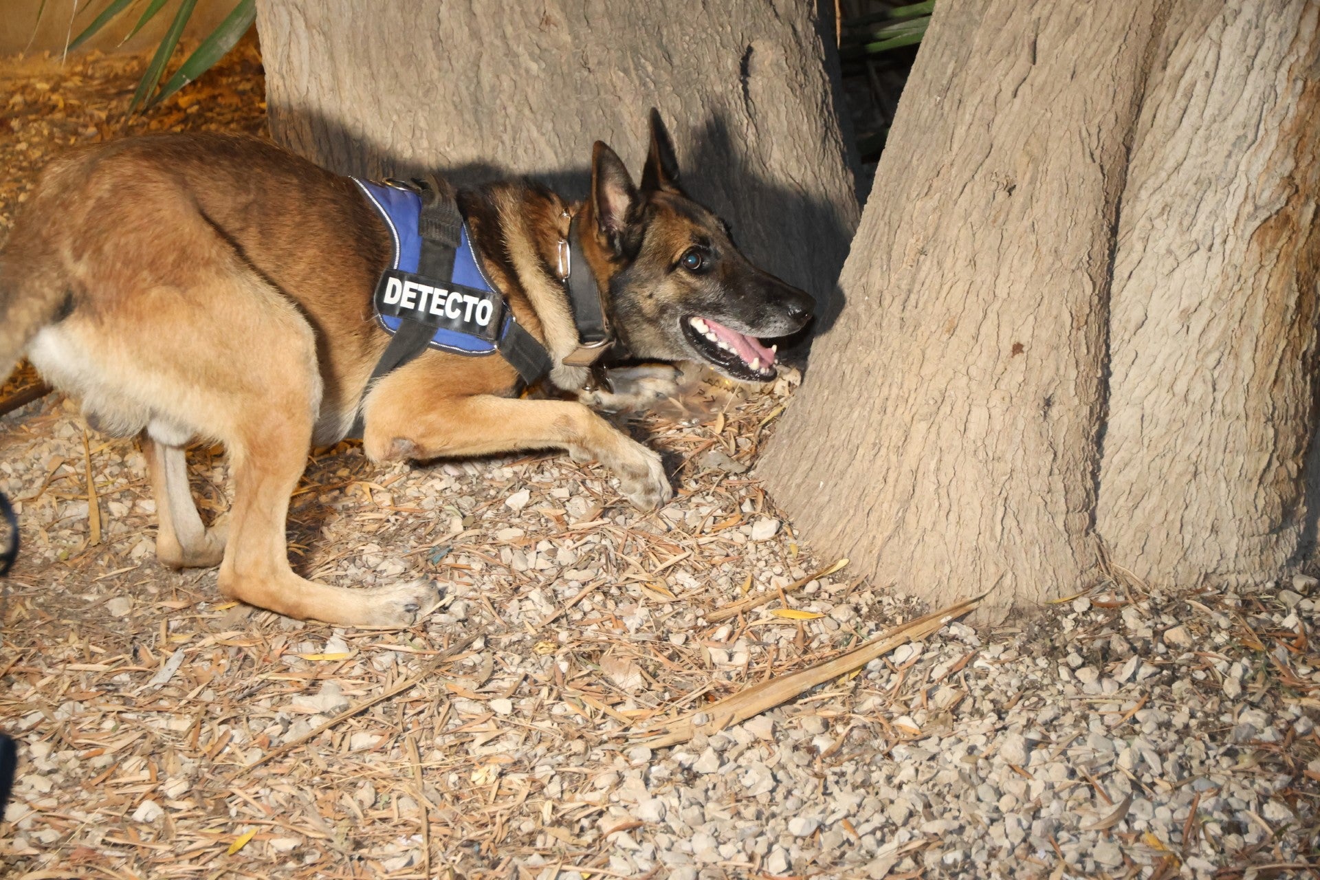 El nuevo agente de la Policía Local de Sant Joan d'Alacant se llama Lobo El nuevo agente de la Policía Local de Sant Joan d'Alacant se llama Lobo