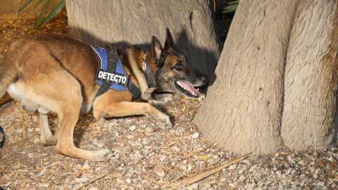 Lobo es el perro adiestrado que trabaja con la Policía Local de Sant Joan d&#39;Alacant