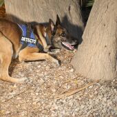 Lobo es el perro adiestrado que trabaja con la Policía Local de Sant Joan d'Alacant