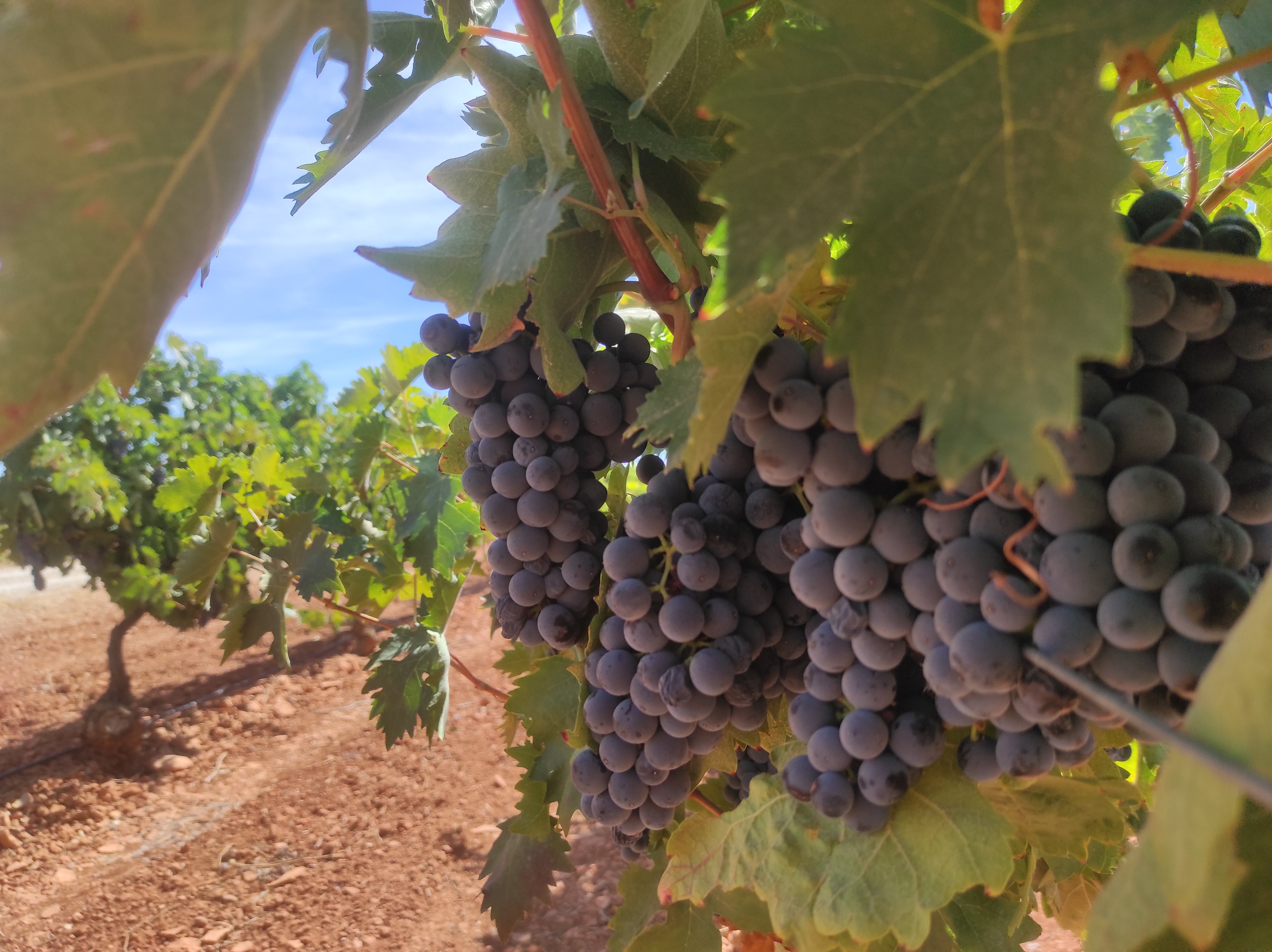 Primera reunión para la constitución de una nueva Interprofesional de la D.O. Valdepeñas Primera reunión para la constitución de una nueva Interprofesional de la D.O. Valdepeñas