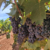 Viñas DO Valdepeñas Viñas DO Valdepeñas