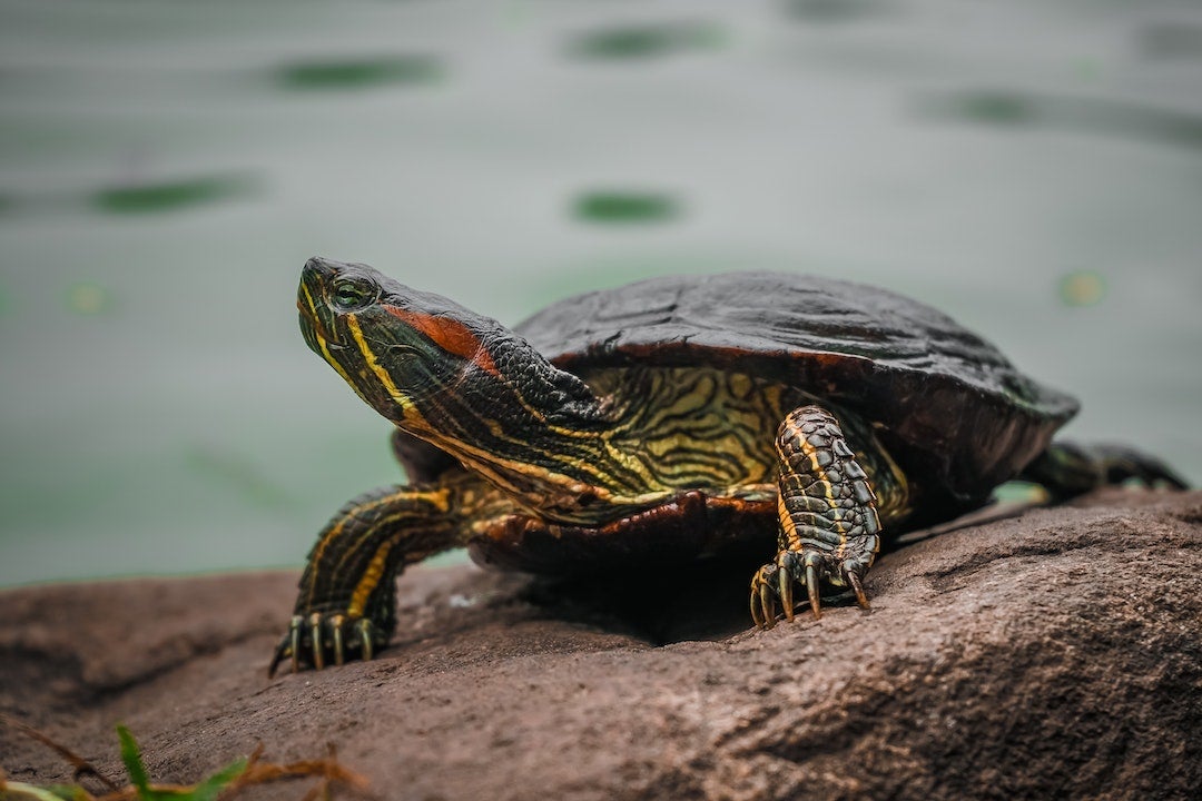 Cómo son las tortugas: tienen personalidad propia y vuelven a donde nacieron para poner sus huevos Cómo son las tortugas: tienen personalidad propia y vuelven a donde nacieron para poner sus huevos