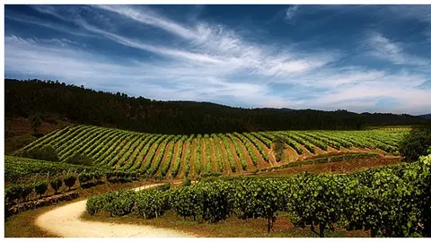 Imagen de los viñedos de Terras Gauda. Bodegas Terras Gauda Terras Gauda