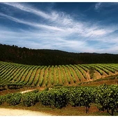 Imagen de los viñedos de Terras Gauda. Bodegas Terras Gauda Imagen de los viñedos de Terras Gauda. Bodegas Terras Gauda