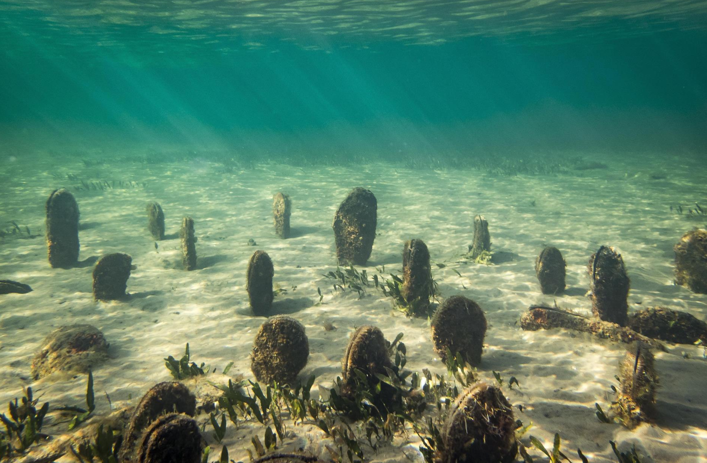 El Ministerio prohíbe el fondeo de embarcaciones en varias zonas del Mar Menor para proteger la nacra común El Ministerio prohíbe el fondeo de embarcaciones en varias zonas del Mar Menor para proteger la nacra común