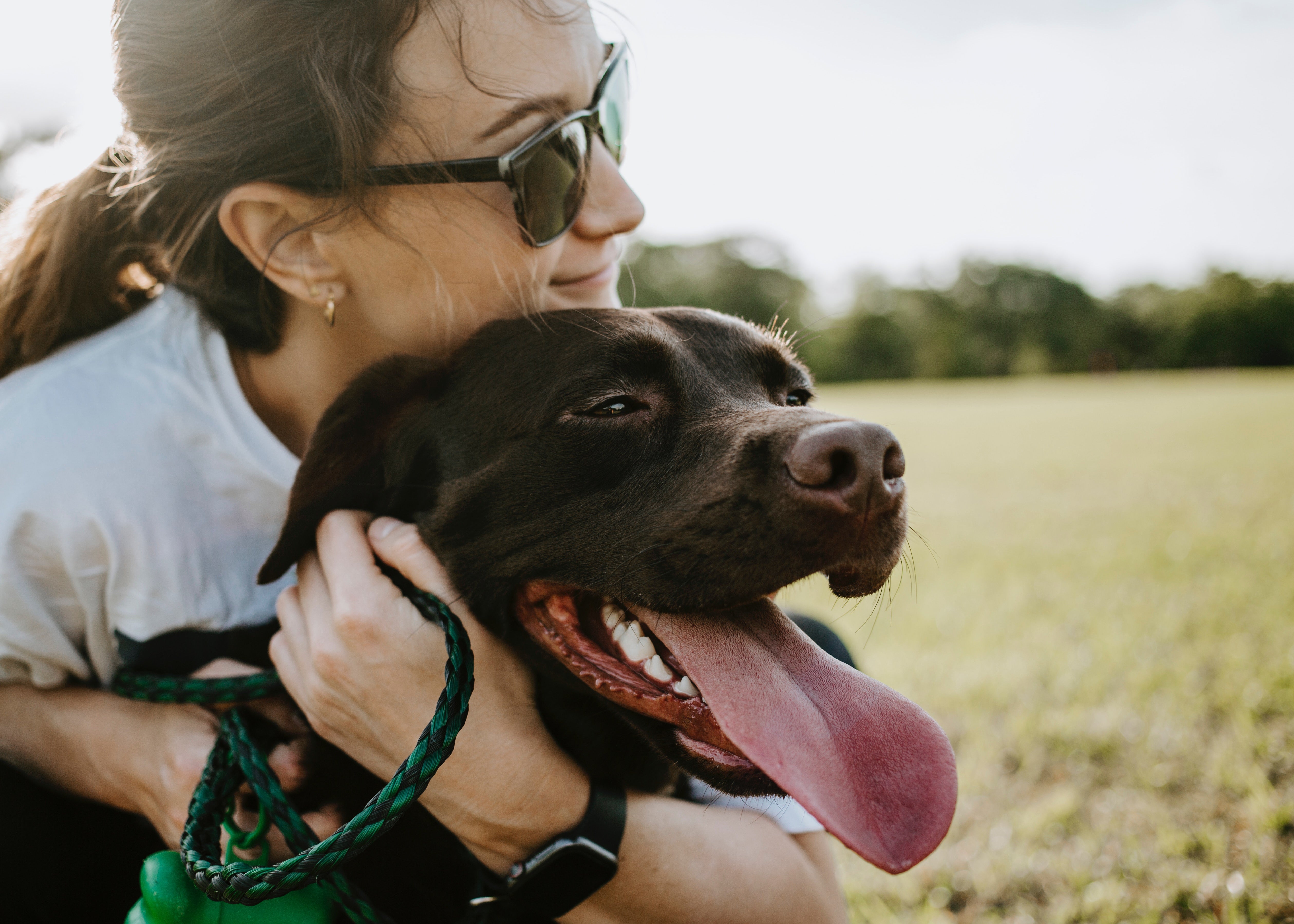 Los cambios a los que se enfrentan los dueños de perros con la nueva ley animal Los cambios a los que se enfrentan los dueños de perros con la nueva ley animal