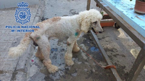 Rescatan a un valioso cachorro de caniche que había sido sustraído hacía meses en Murcia