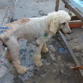 Rescatan a un valioso cachorro de caniche que había sido sustraído hacía meses en Murcia Rescatan a un valioso cachorro de caniche que había sido sustraído hacía meses en Murcia