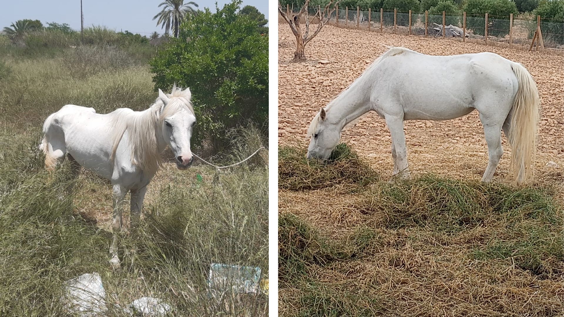 El espectacular cambio de la yegua Hetty que fue abandonada en Elche El espectacular cambio de la yegua Hetty que fue abandonada en Elche