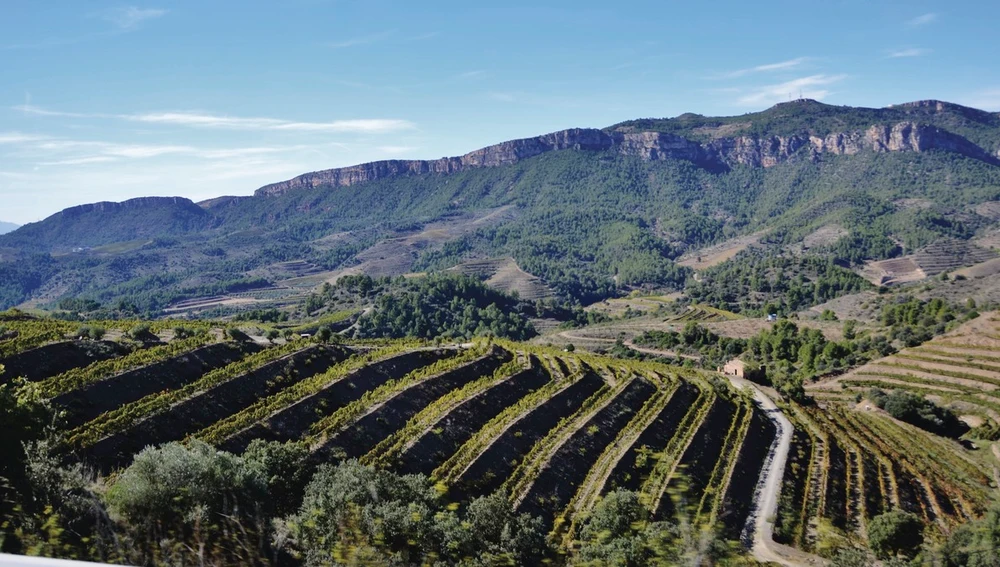 Viñedos en bancales de ladera en la Vilella Baixa.