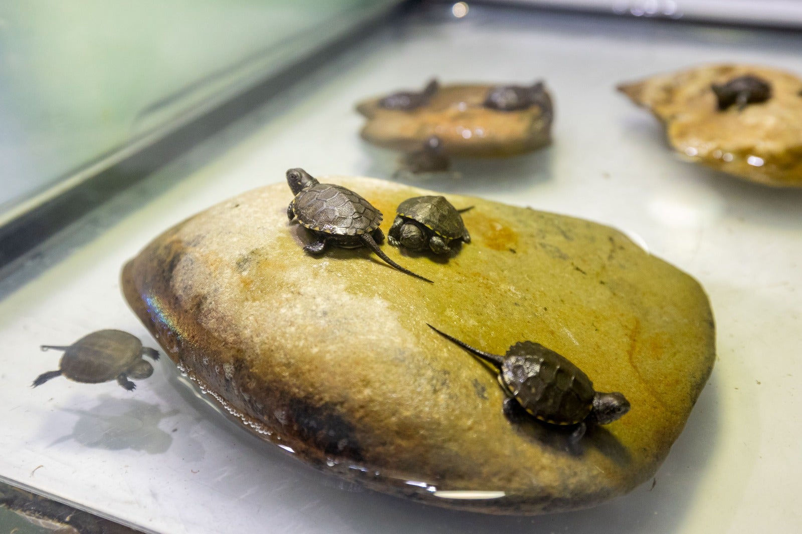 El Acuario de Zaragoza vela por la conservación del galápago europeo El Acuario de Zaragoza vela por la conservación del galápago europeo