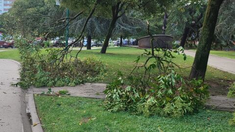 Ramas ca&iacute;das tras una tremenda tormenta nocturna en Gij&oacute;n