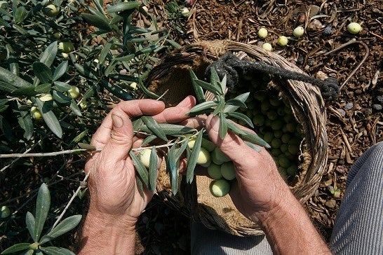 Comienza la campaña de recogida de la DOP Aceituna Aloreña de Málaga Comienza la campaña de recogida de la DOP Aceituna Aloreña de Málaga